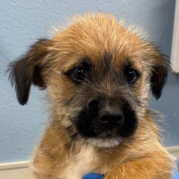 112789 -  Mixed Breed Dog for Adoption in Las Cruces, New Mexico - 112789 | PetCurious