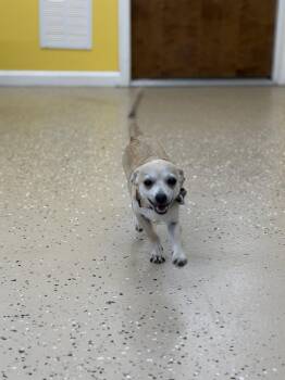 Little Buddy -  Chihuahua Dog for Adoption in York, South Carolina - Little Buddy | PetCurious