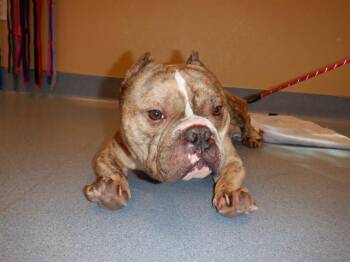 CHARLIE -  American Bulldog and Mixed Breed Dog for Adoption in San Jose, California - CHARLIE | PetCurious