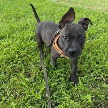 Yosemite -  Pit Bull Terrier Dog for Adoption in Philadelphia, Pennsylvania - Yosemite | PetCurious