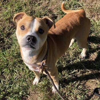 Tadpole -  Mixed Breed Dog for Adoption in Mishawaka, Indiana - Tadpole | PetCurious