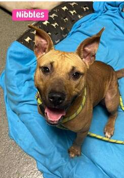 Rescue Mixed Breed Dogs for Adoption in Fairfield, New Jersey - Nilla | PetCurious
