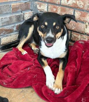 Barbara -  Mixed Breed Dog for Adoption in Taycheedah, Wisconsin - Barbara | PetCurious