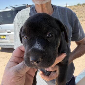 Mercury -  Labrador Retriever and Boxer Dog Available for Adoption in Deming, New Mexico - Mercury | PetCurious