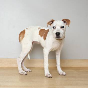 Cattle Dog and Pit Bull Terrier Dogs Available for Adoption in Minnetonka, Minnesota - Roo D68972 | PetCurious