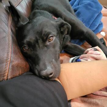 Serenity -  Black Labrador Retriever and Mixed Breed Dog for Adoption in New Orleans, Louisiana - Serenity | PetCurious