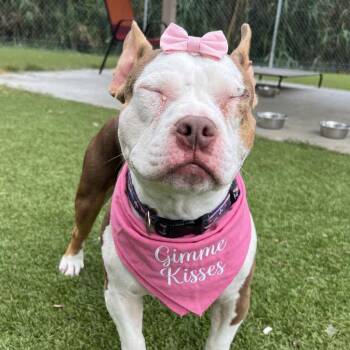 Bulldog and Mixed Breed Dogs Available for Adoption in Houston, Texas - Rue | PetCurious