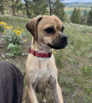 Frankie -  Puggle Dog for Adoption in Lewiston, Idaho - Frankie | PetCurious