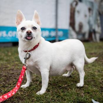 Mixed Breed Dogs Available for Adoption in Philadelphia, Pennsylvania - Gracie | PetCurious