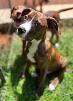 Tahoe -  Mixed Breed Dog for Adoption in Taycheedah, Wisconsin - Tahoe | PetCurious