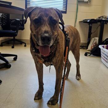 Rescue Mixed Breed Dogs for Adoption in Lake Panasoffkee, Florida - Tyson | PetCurious