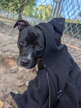 Olympia -  Pit Bull Terrier Dog for Adoption in Reisterstown, Maryland - Olympia | PetCurious