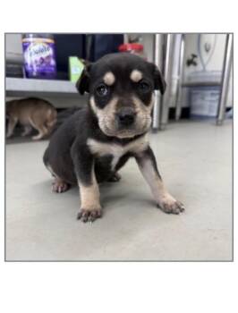 Chihuahua Dogs Available for Adoption - Benedict | PetCurious