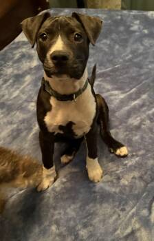 Piglet -  Mixed Breed Dog Available for Adoption in Myrtle Beach, South Carolina - Piglet | PetCurious
