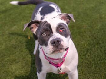 VENUS -  Pit Bull Terrier and Mixed Breed Dog for Adoption in Martinez, California - VENUS | PetCurious