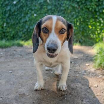 Rocky -  Beagle Dog for Adoption in Pawling, New York - Rocky | PetCurious