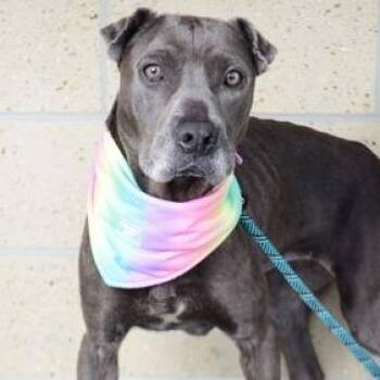 Doja -  Labrador Retriever and Shar Pei Dog for Adoption in Nampa, Idaho - Doja | PetCurious