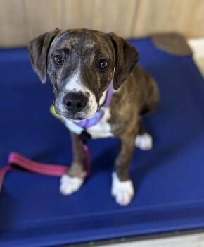 Boxer and Terrier Dogs Available for Adoption in North Olmsted, Ohio - Carolina | PetCurious