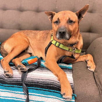 Rescue Shepherd Dogs for Adoption in Oakland, California - Cantaloupe | PetCurious