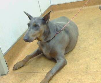 Rescue Doberman Pinscher Dogs for Adoption in Sacramento, California - NALA | PetCurious