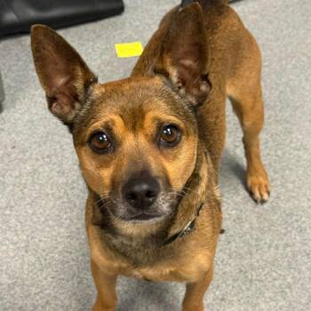 Peanut Butter -  Chihuahua and Mixed Breed Dog for Adoption in Martinsville, Virginia - Peanut Butter | PetCurious