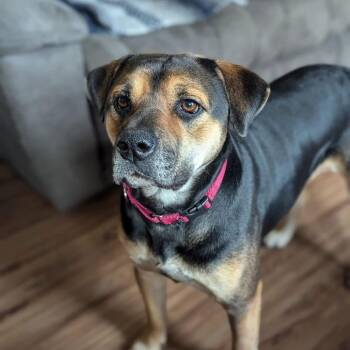 Bashful -  Black Mouth Cur and Mixed Breed Dog for Adoption in Tomah, Wisconsin - Bashful | PetCurious