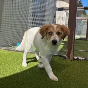 Thor 6653 -  Great Pyrenees Dog for Adoption in Loxahatchee Groves, Florida - Thor 6653 | PetCurious