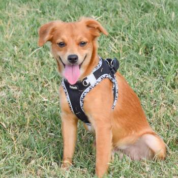 Rescue Chihuahua and Papillon Dogs for Adoption in Warren, Rhode Island - Caramel | PetCurious