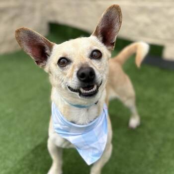 Tony -  Chihuahua Dog for Adoption in Helena, Alabama - Tony | PetCurious