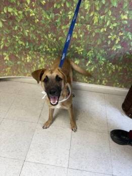Shepherd and Mixed Breed Dogs Available for Adoption in San Antonio, Texas - Barb | PetCurious