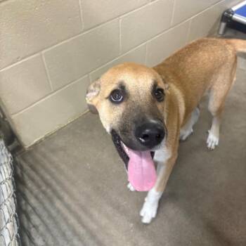 Santiago -  Anatolian Shepherd and Mixed Breed Dog for Adoption in Independence, Kansas - Santiago | PetCurious