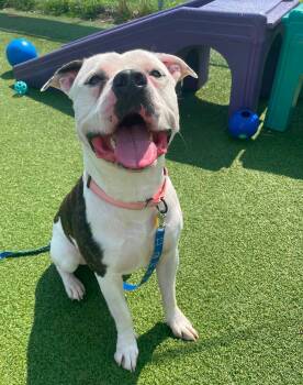 Cowboy -  Pit Bull Terrier Dog for Adoption in Cleveland, Ohio - Cowboy | PetCurious