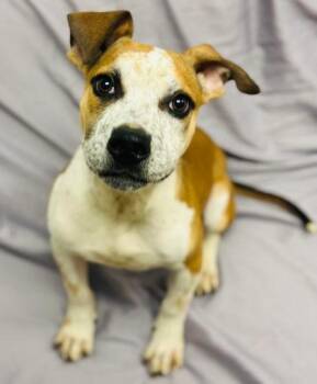 Mixed Breed Dogs Available for Adoption - Aquarius | PetCurious