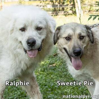 Rescue Great Pyrenees and Anatolian Shepherd Dogs for Adoption in Beacon, New York - Sweetie Pie & Ralphie In TN - Love Hugs! | PetCurious