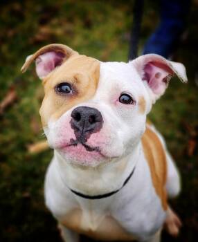 Pit Bull Terrier Dogs Available for Adoption in Bay City, Michigan - Perla | PetCurious