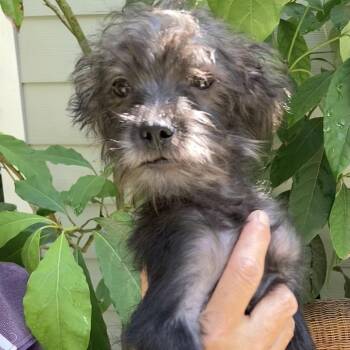 Max -  Shih Tzu and Terrier Dog for Adoption in Conroe, Texas - Max | PetCurious