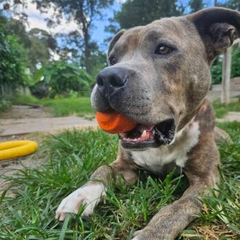 Pig Pen -  American Bully and Pit Bull Terrier Dog for Adoption in Klein, Texas - Pig Pen | PetCurious