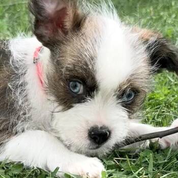 Maltese and Boston Terrier Dogs Available for Adoption - Thalia | PetCurious