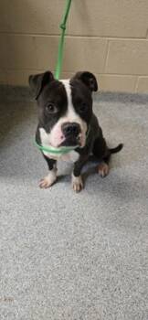 Rescue Mixed Breed Dogs for Adoption in Reidsville, North Carolina - Barkley | PetCurious