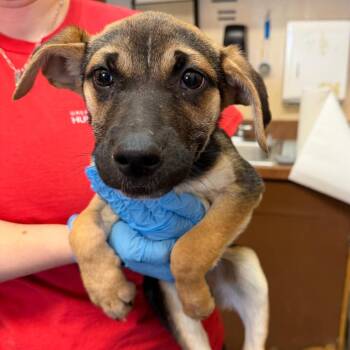 Shepherd Dogs Available for Adoption in Birmingham, Alabama - Penelope | PetCurious