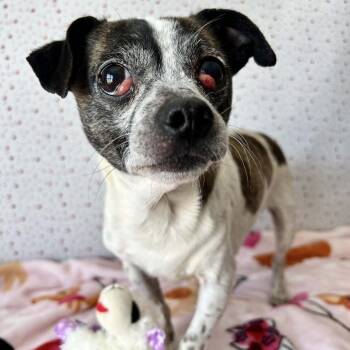 Chihuahua and Mixed Breed Dogs Available for Adoption - Lovvy | PetCurious
