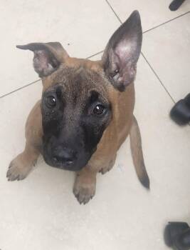 Belgian Shepherd Malinois Dogs Available for Adoption in Oakland Park, Florida - Mya | PetCurious