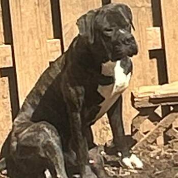 Mastiff Dogs Available for Adoption in Manchester, Pennsylvania - Eli | PetCurious