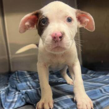 Caraxes (p) -  Mixed Breed Dog for Adoption in New York, New York - Caraxes (p) | PetCurious