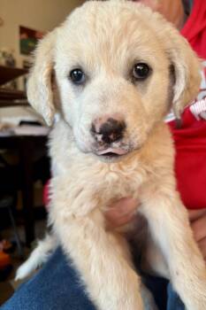 Great Pyrenees Dogs Available for Adoption - Mara | PetCurious