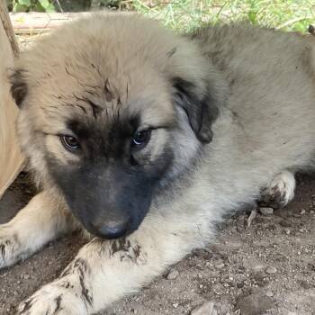 Autumn Adoption Pending -  Golden Retriever and German Shepherd Dog Dog for Adoption in Potomac, Maryland - Autumn Adoption Pending | PetCurious