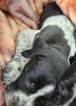 Mixed Breed Dogs Available for Adoption in Mobile, Alabama - Kirk | PetCurious