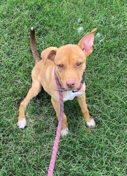 Rescue Yellow Labrador Retriever and Vizsla Dogs for Adoption in Oklahoma City, Oklahoma - Goldie | PetCurious