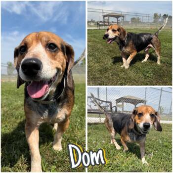 Dom -  Beagle Dog for Adoption in Pierceton, Indiana - Dom | PetCurious