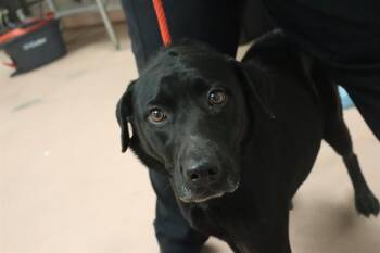 Rescue Mixed Breed Dogs for Adoption in Columbia, South Carolina - CORALINE | PetCurious